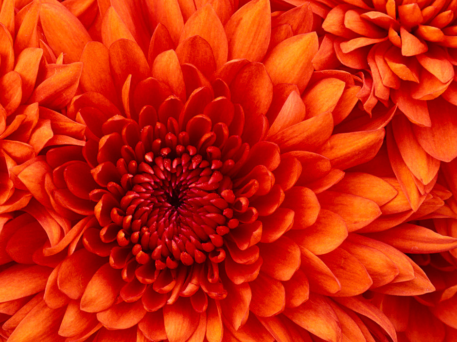 Chrysanthemum Text for Chrysanthemum